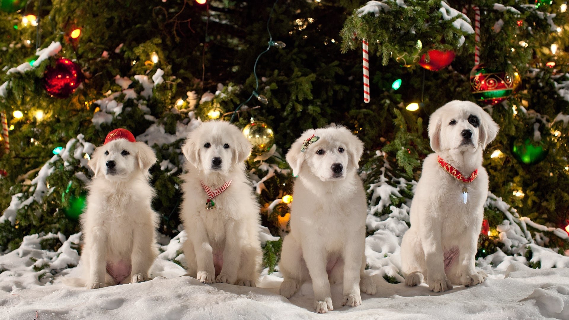 Santa Paws 2: The Santa Pups 2012 123movies