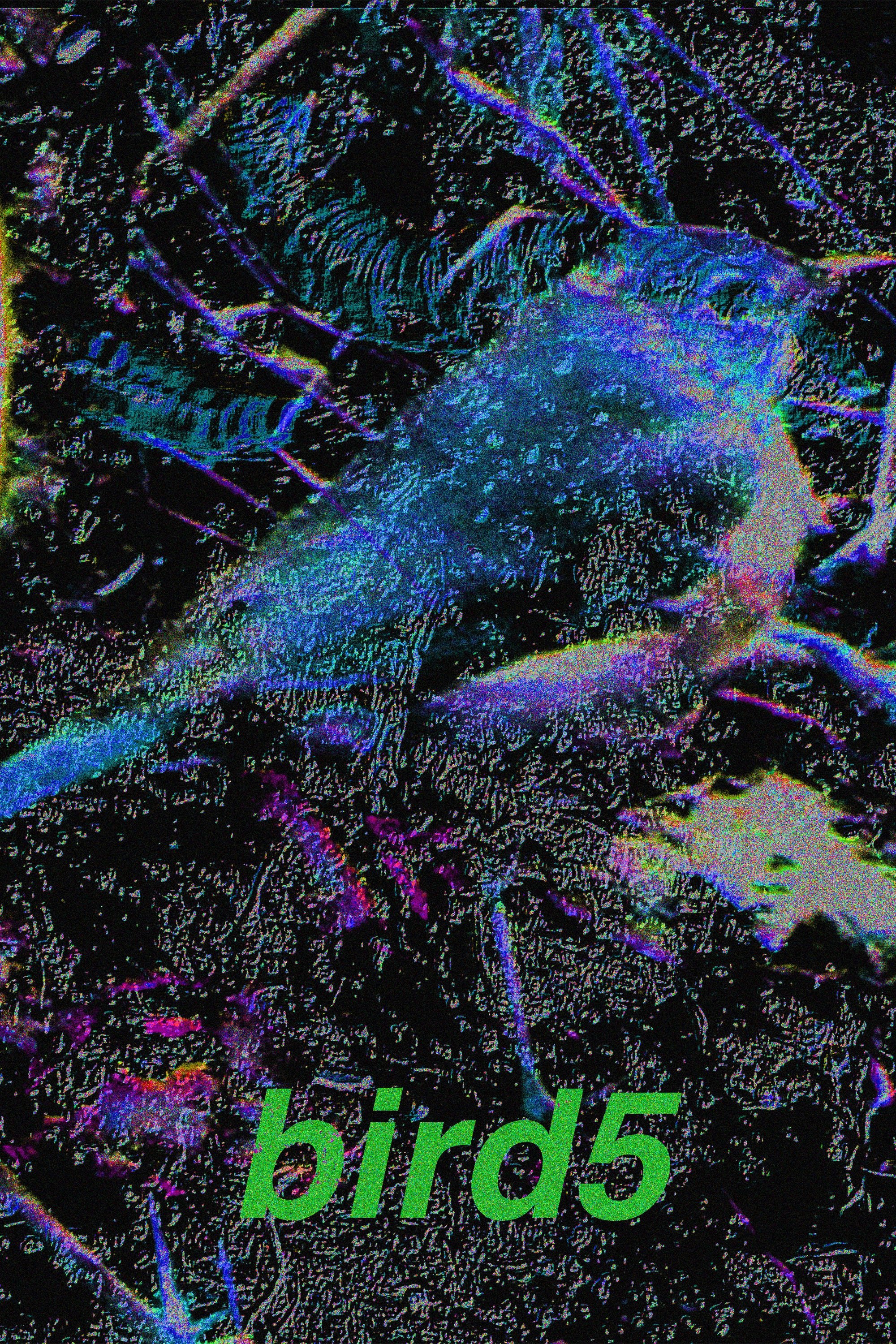 Poster de bird5.mp4