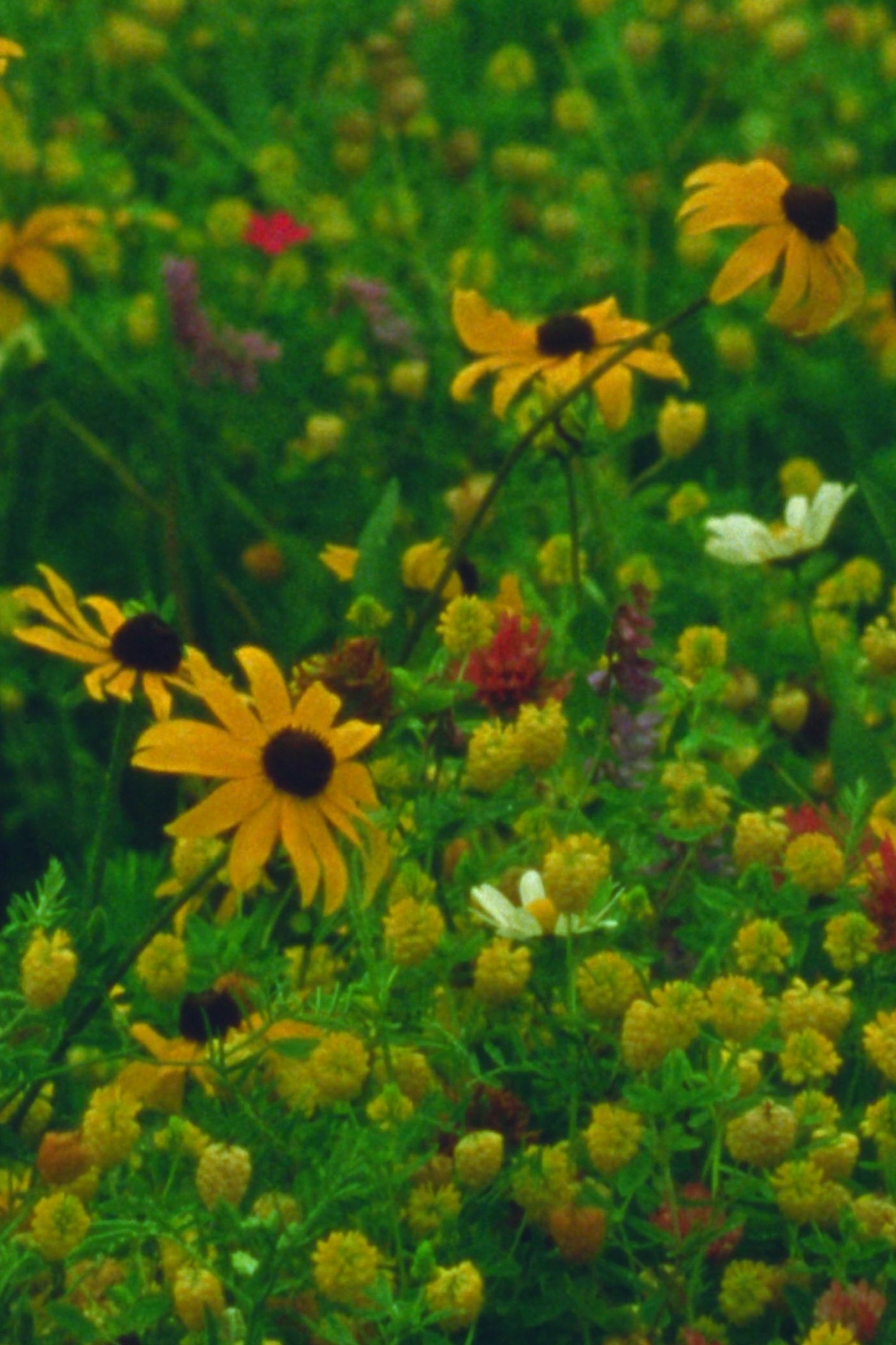 Poster de Mountain Wildflowers