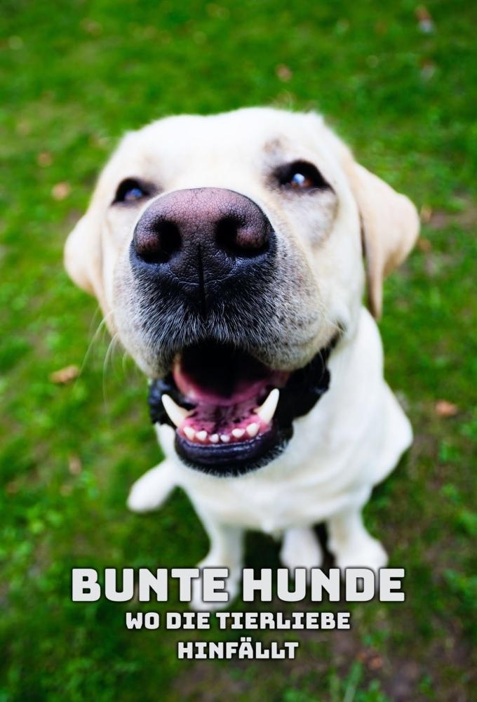 Poster de Bunte Hunde – Wo die Tierliebe hinfällt