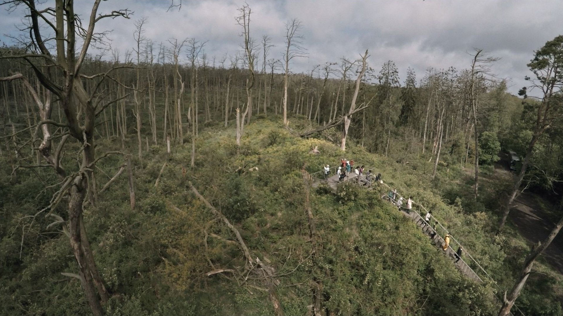 Acid Forest