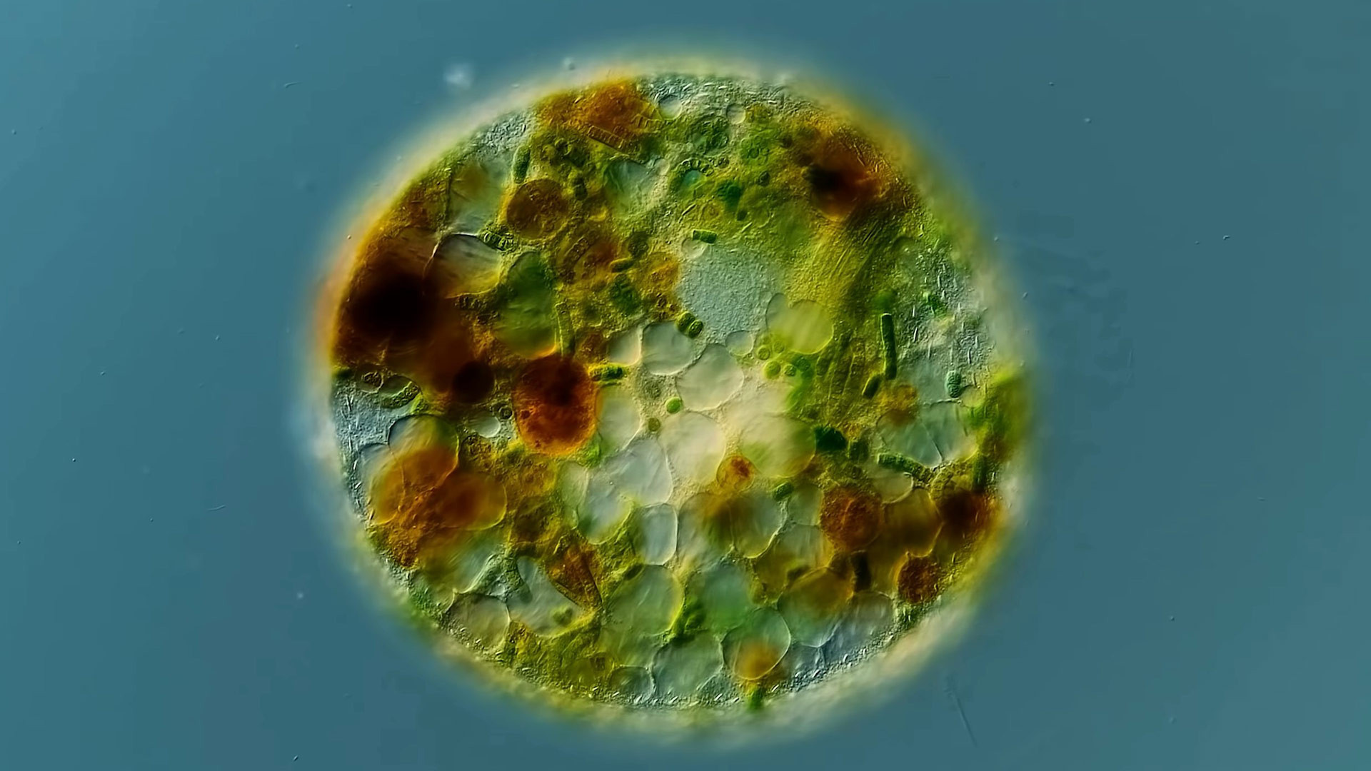 The Tiny Worlds Inside of Single-Celled Organisms