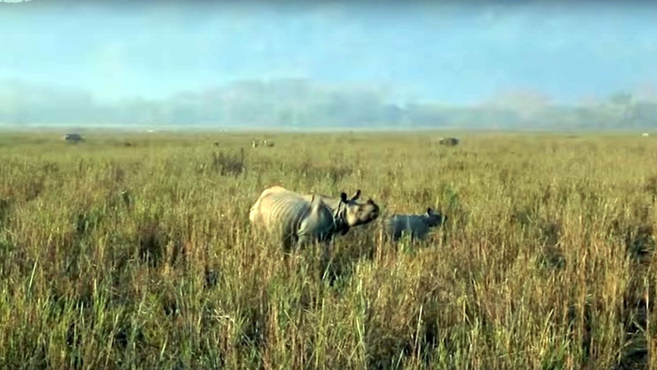 Kaziranga