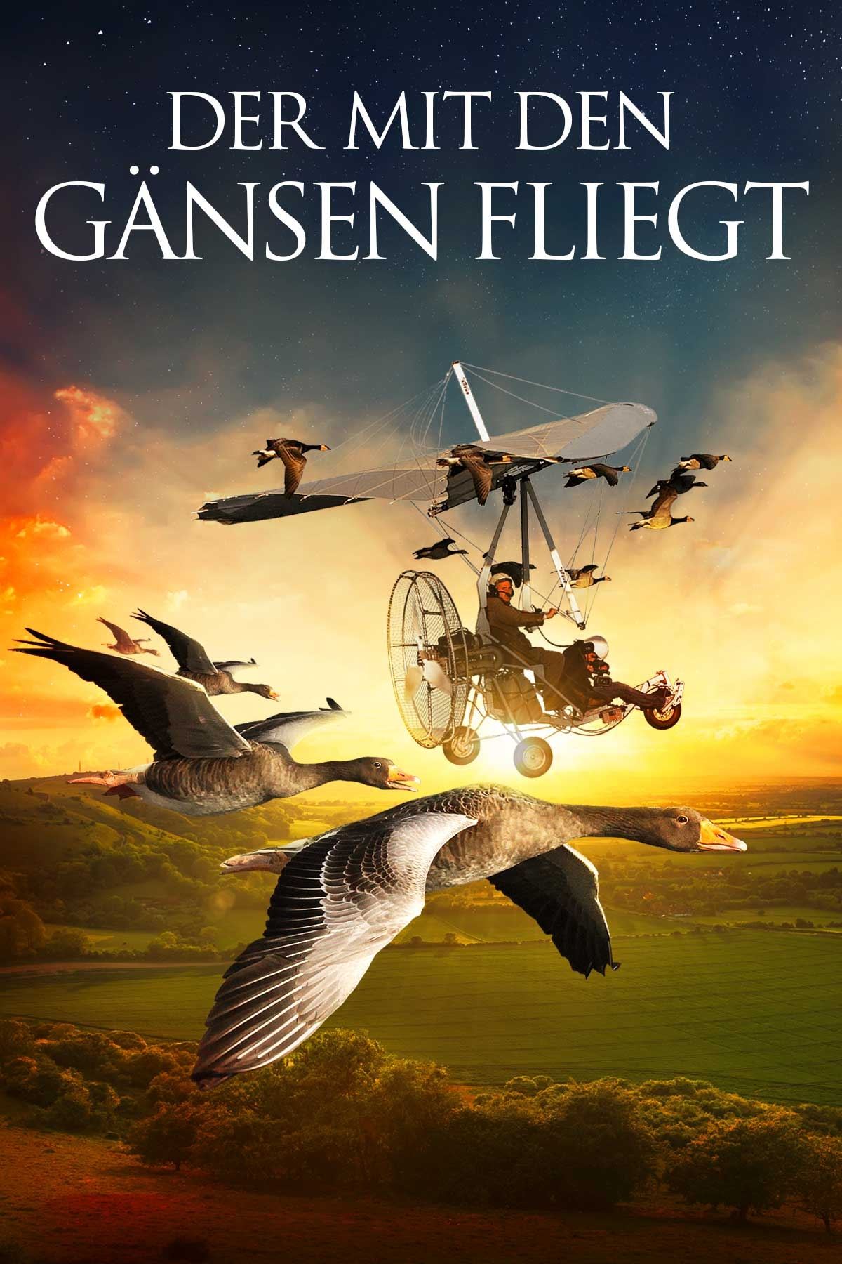 Poster de Les routes secrètes des oiseaux migrateurs