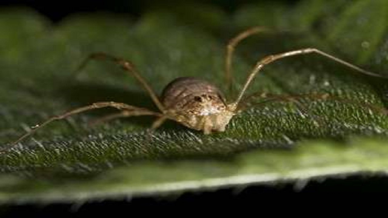 L'Araignée ultime survivante