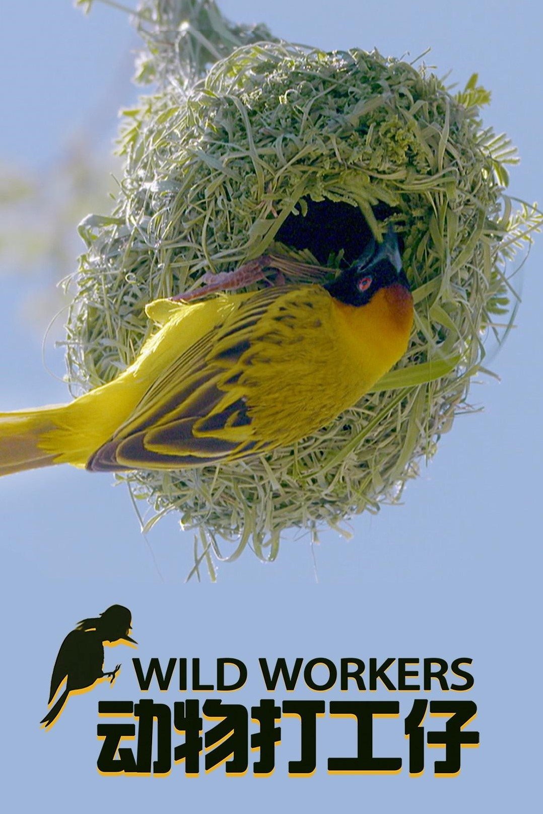 Poster de Wild Workers