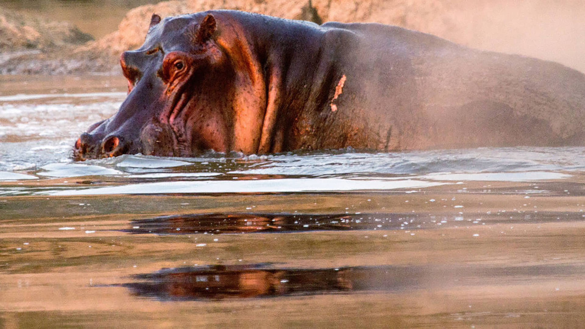 Hippos after Dark 2015 Soap2Day