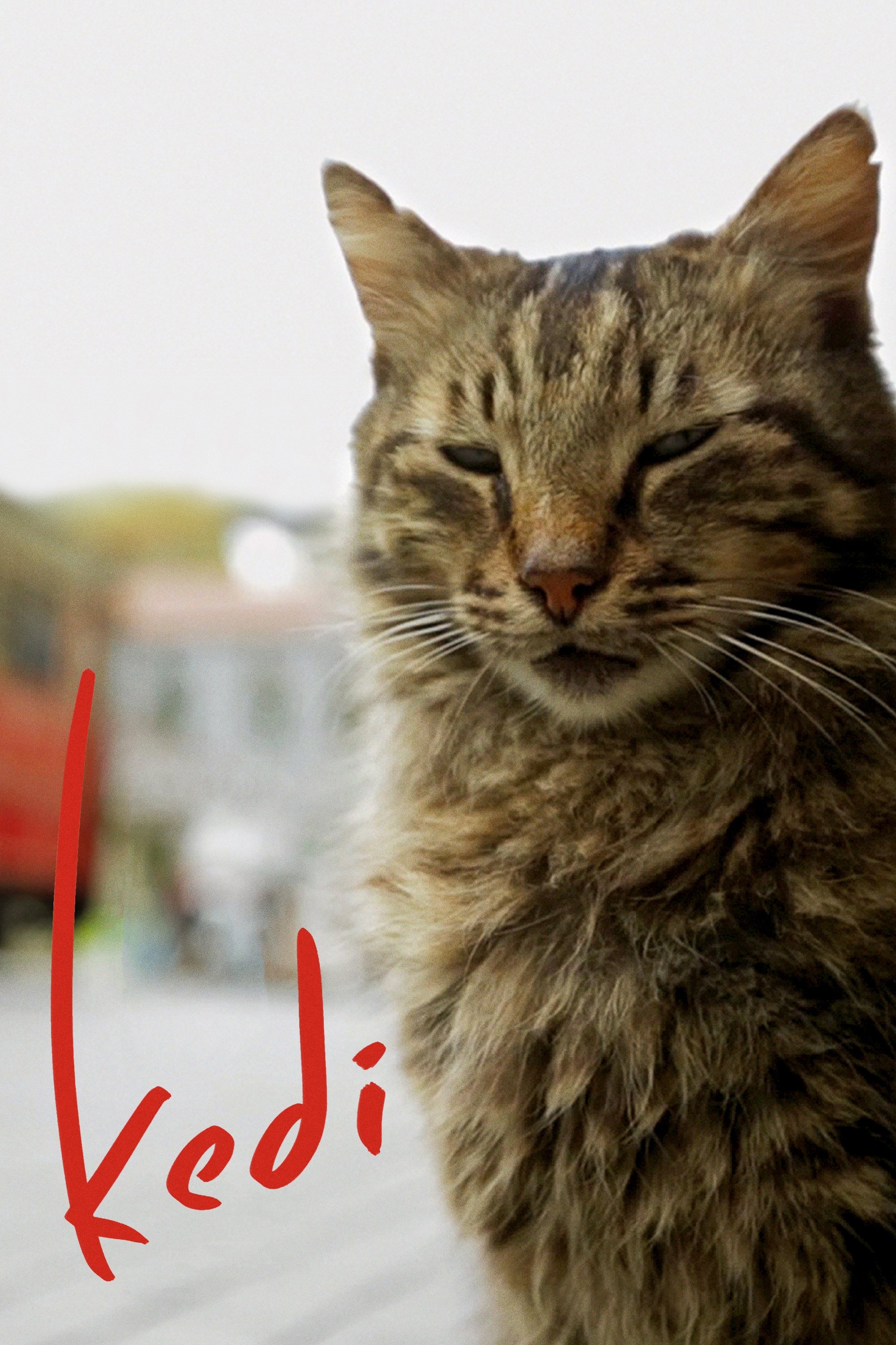 Poster de Nove vidas: Gatos em Istambul