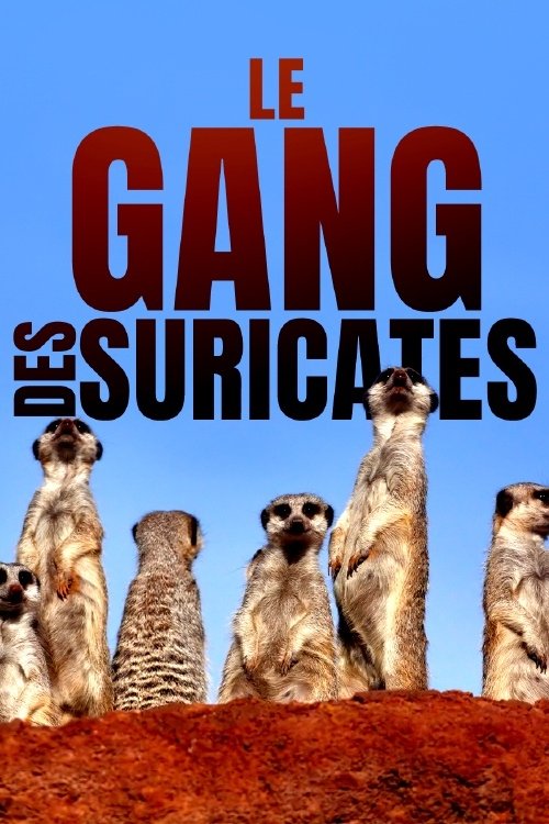 Le gang des suricates