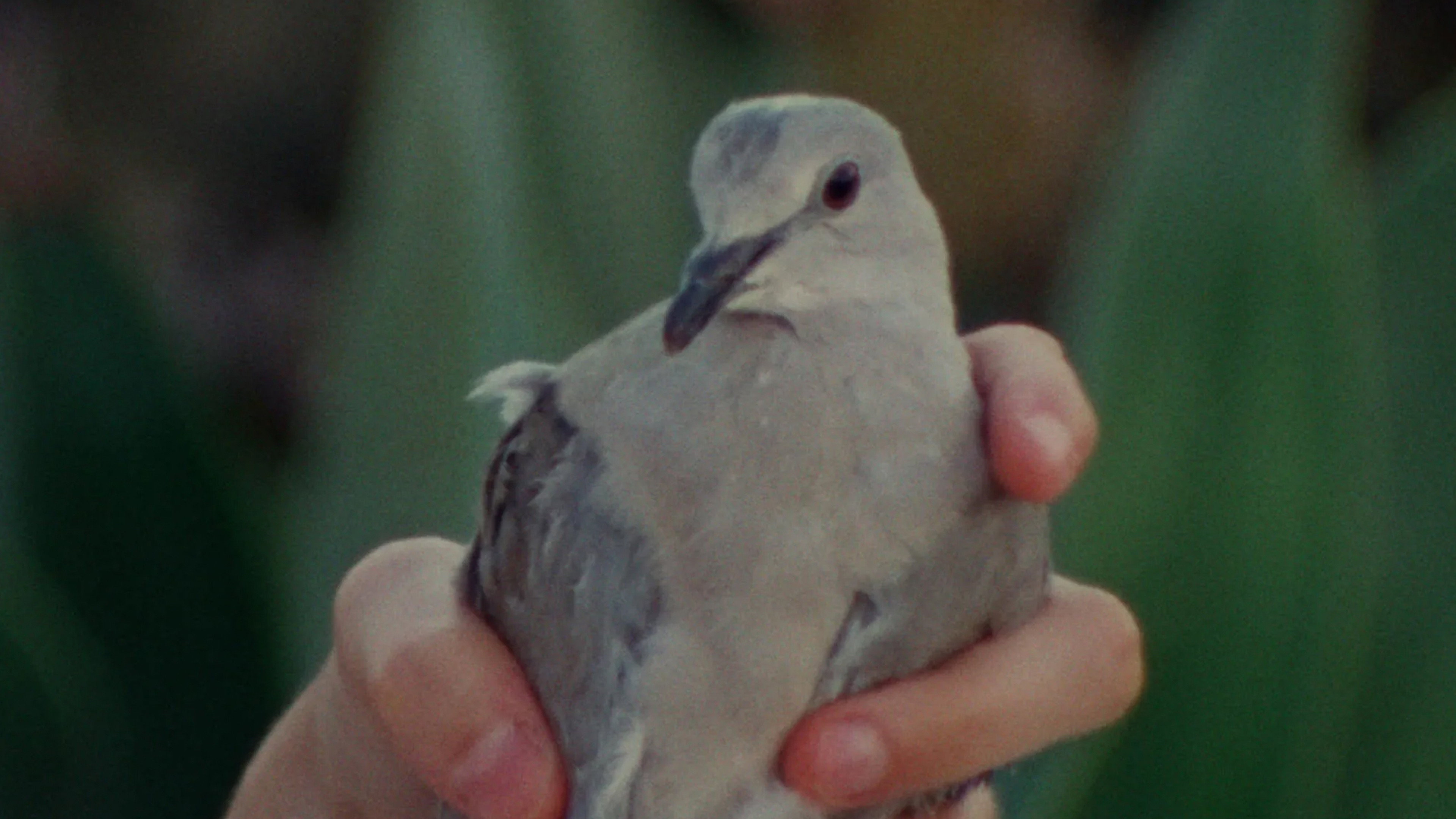 Director