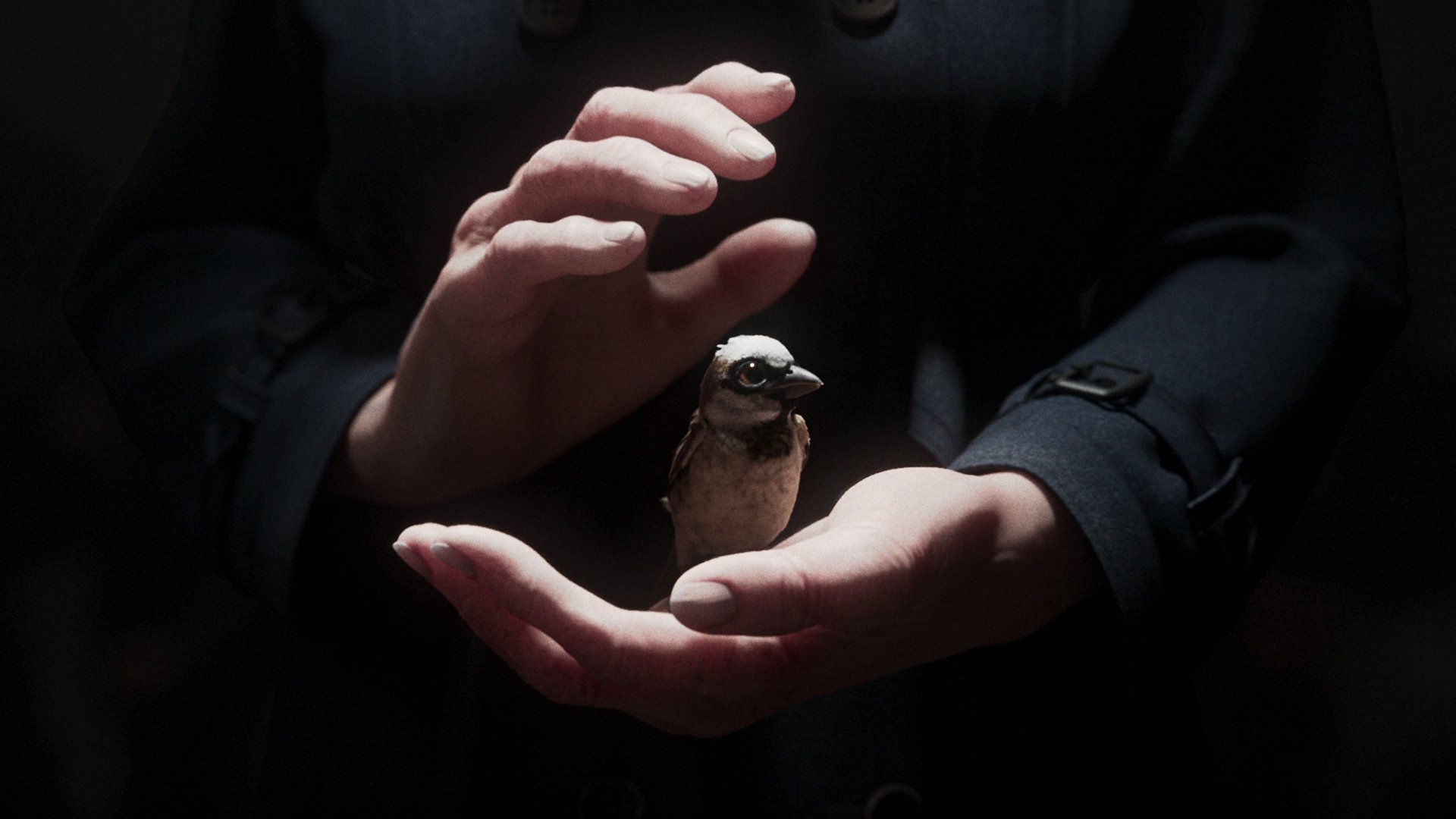 A Sparrow’s Song
