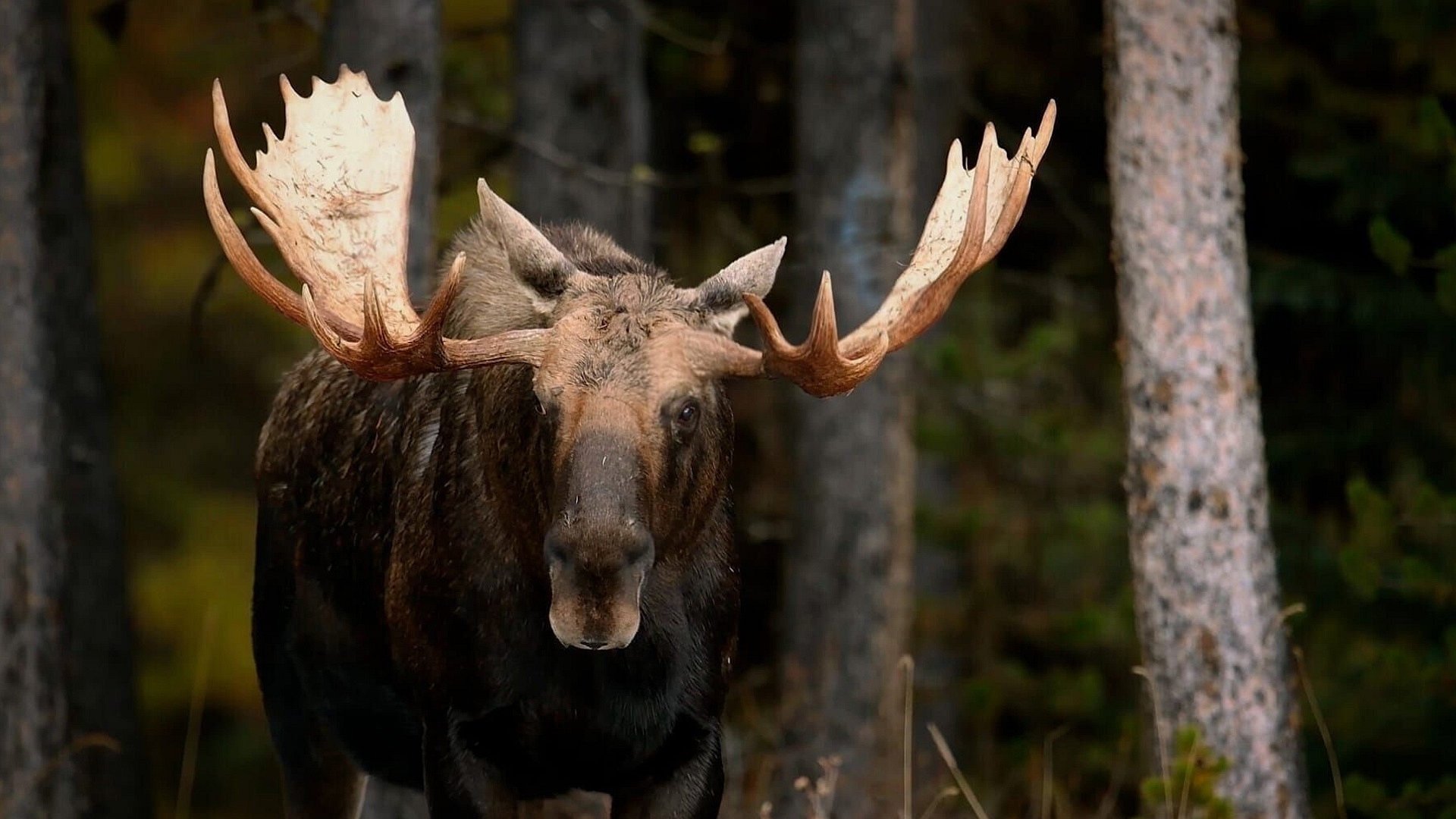 Wild, Smart and Deadly