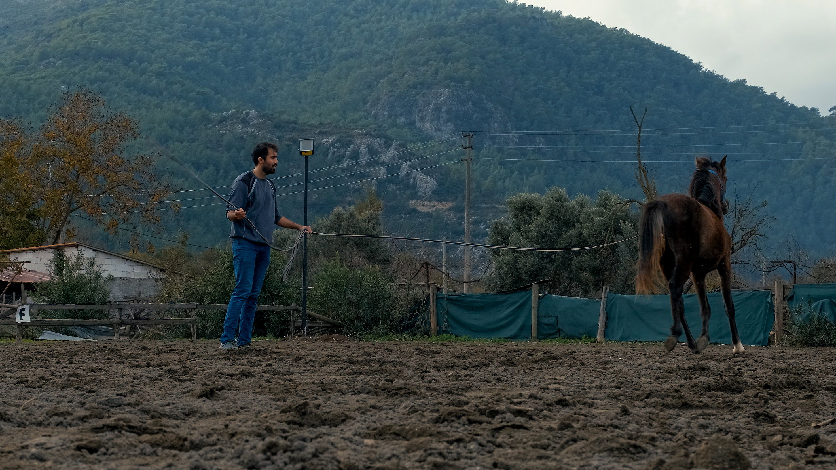 Director