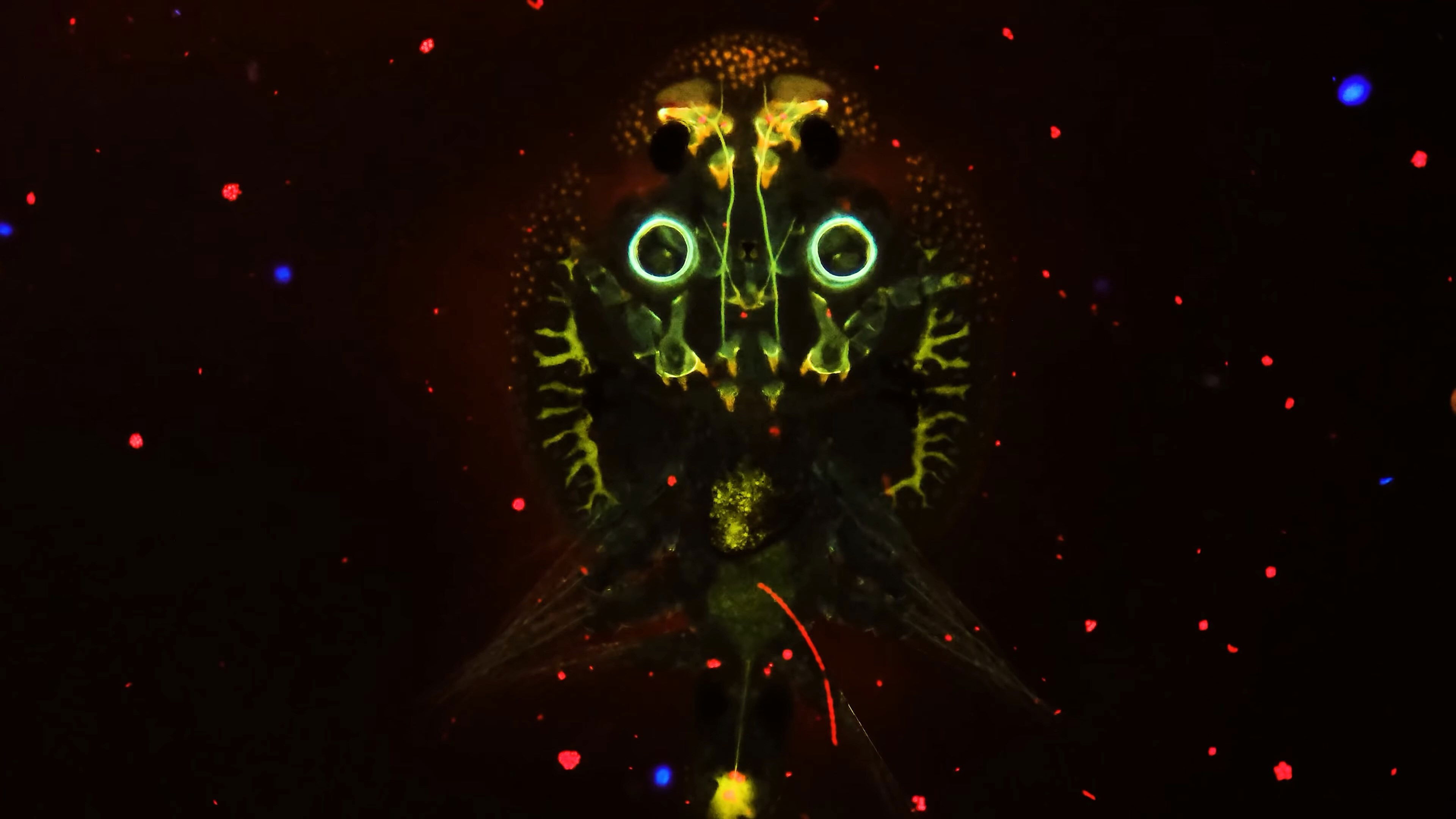 The Fish Sucking Lice That Aren’t Lice