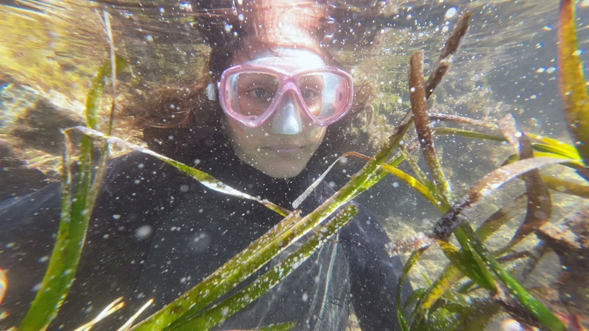 The seagrass rescuers from the Balearic Islands