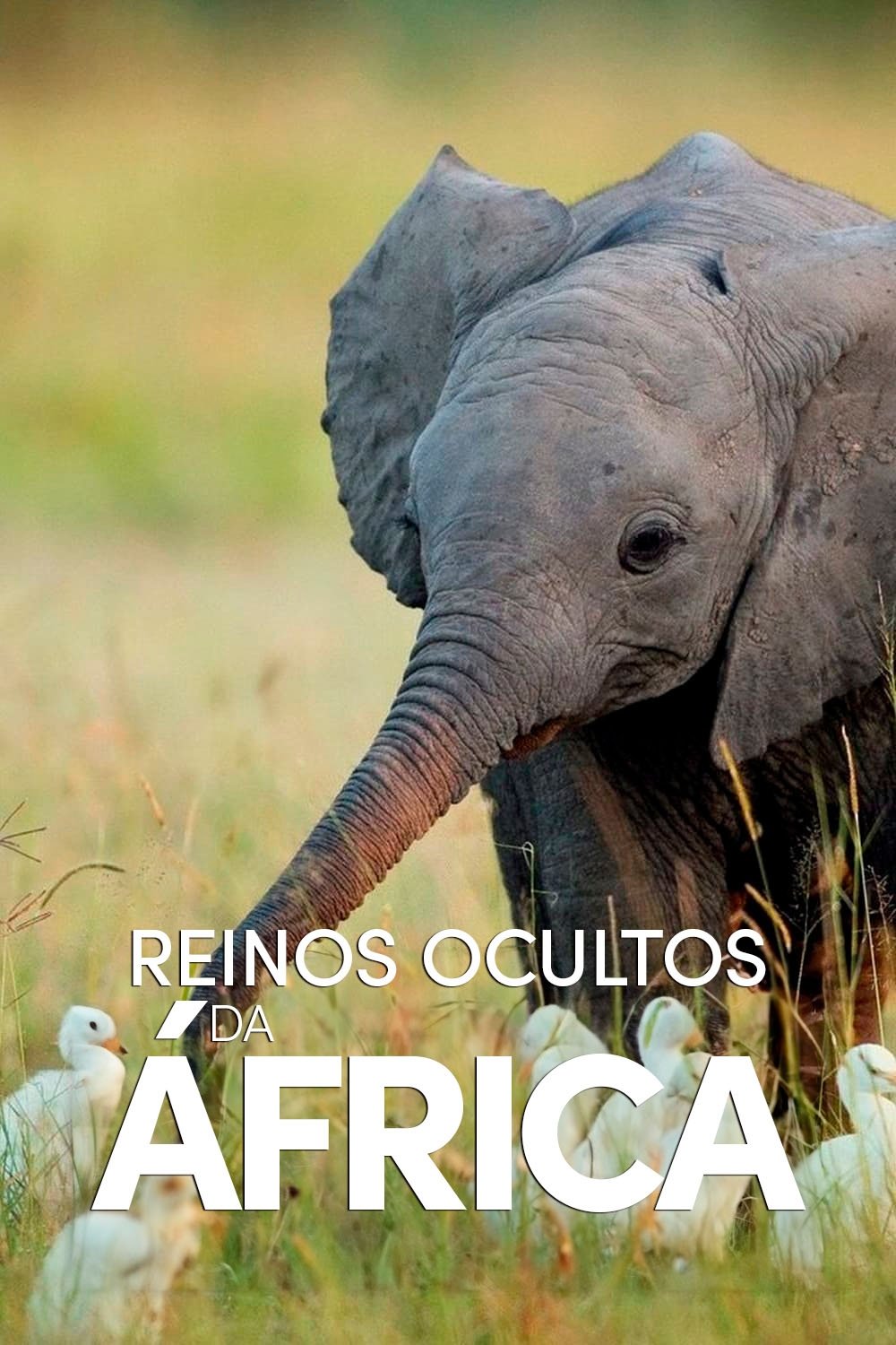 Poster de Reinos Ocultos da África