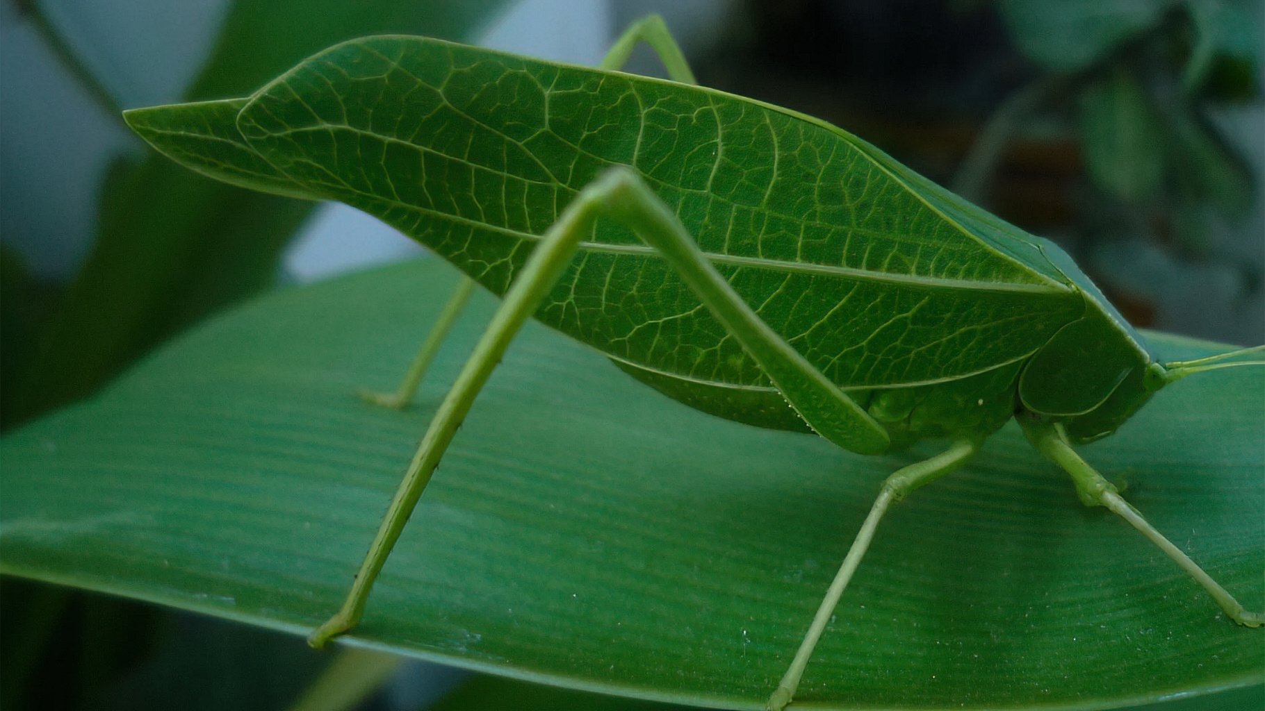 The Deception Games: The Insects of Malaysia's Tropical Forests