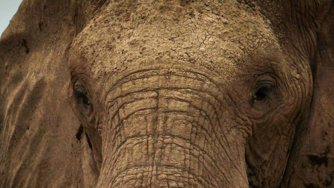 L’Odyssée des animaux