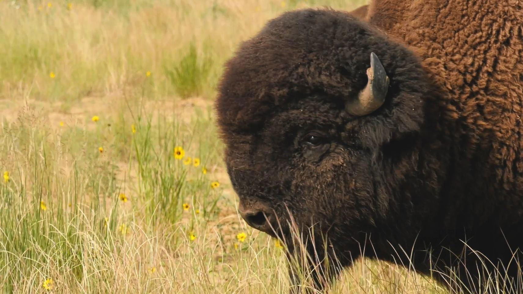 Return of the Buffalo (1)