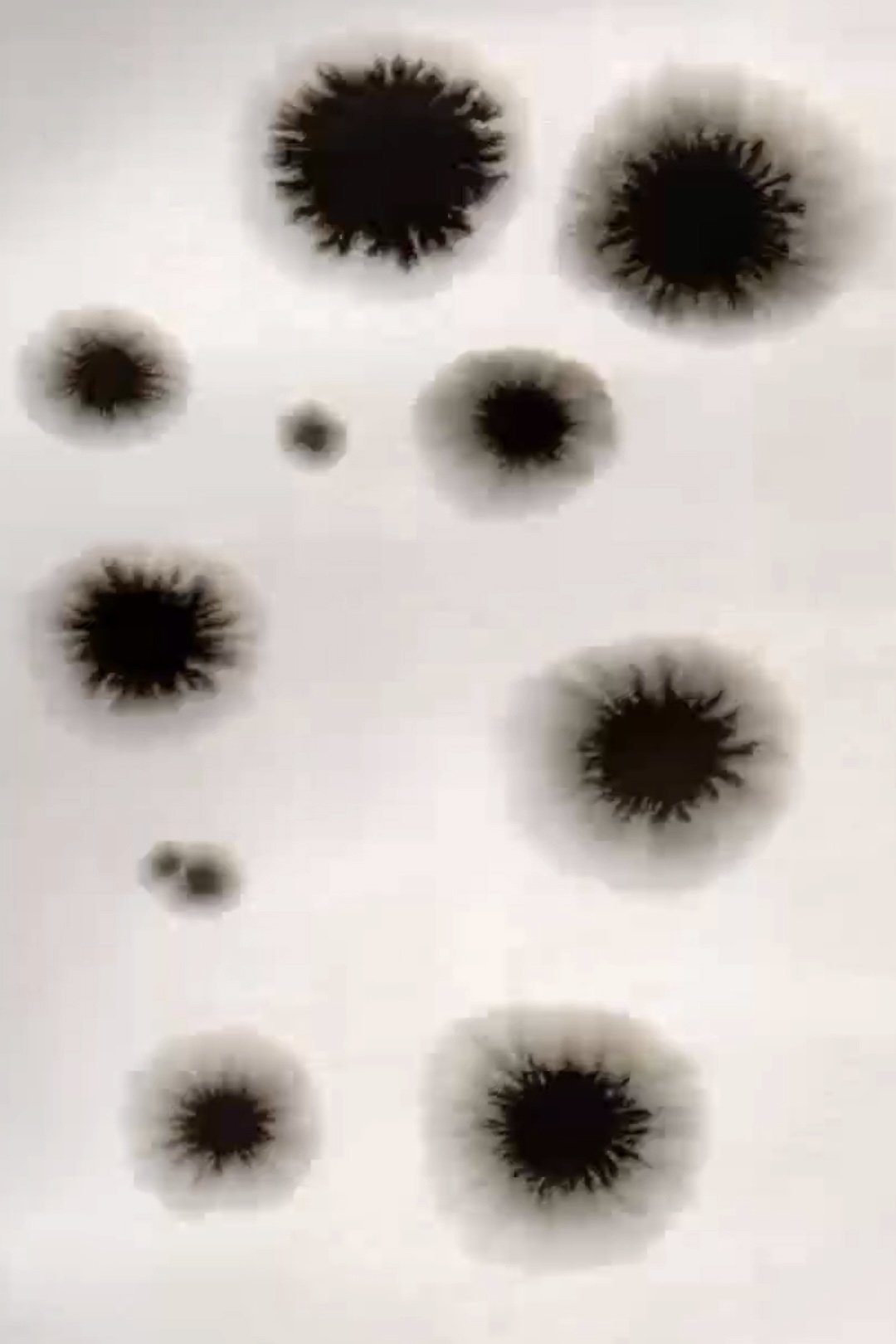 Poster de Animation from Poland Residence