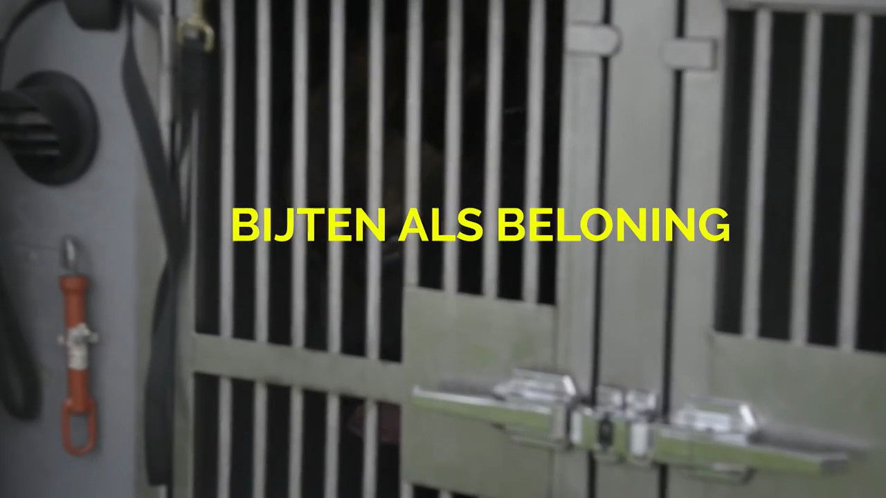 Bijten als beloning