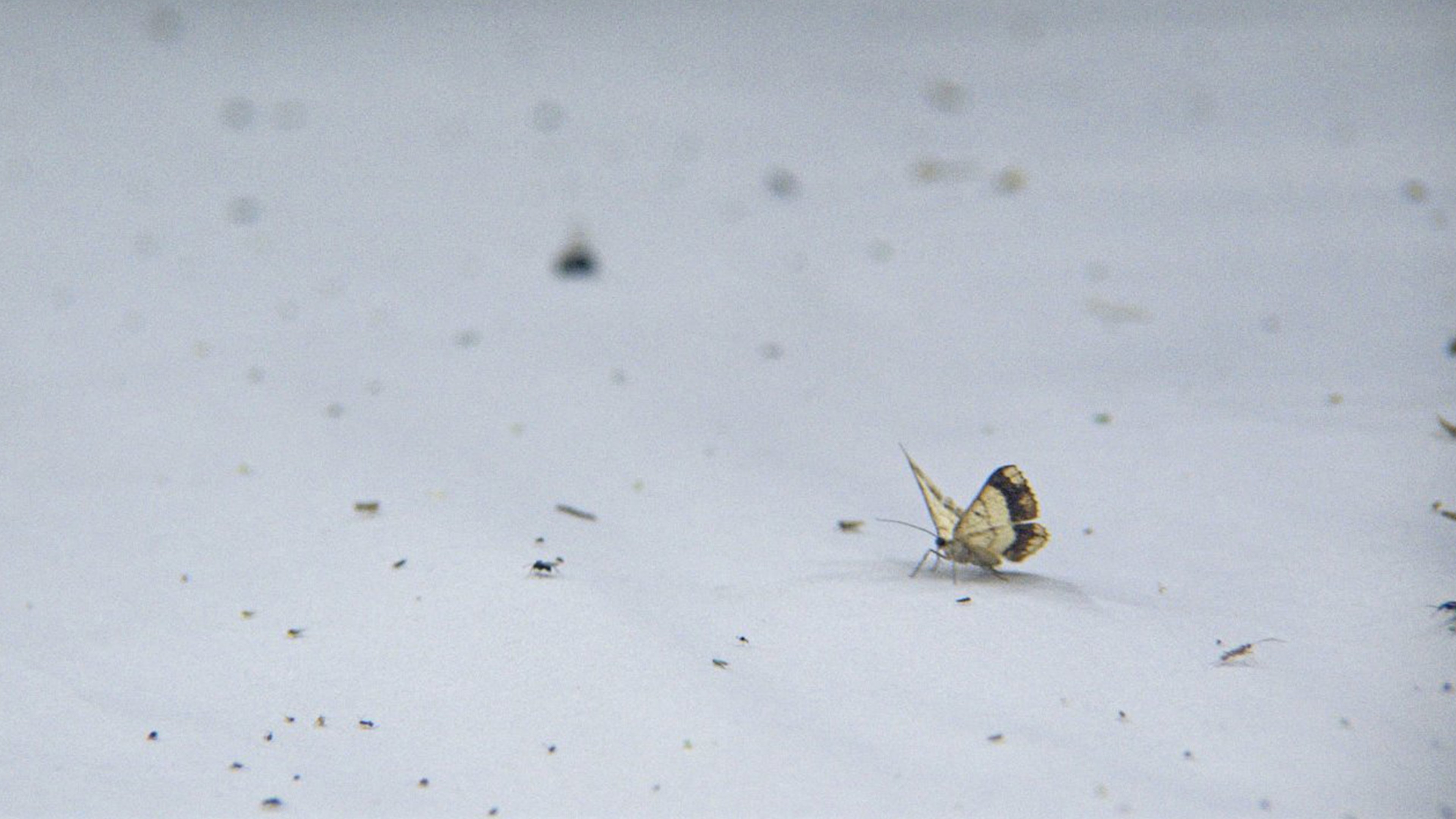 Night Colonies