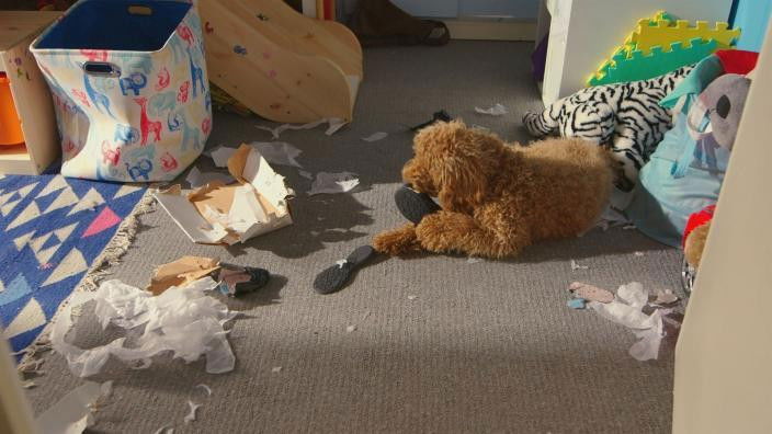 Waffle and the Teacher