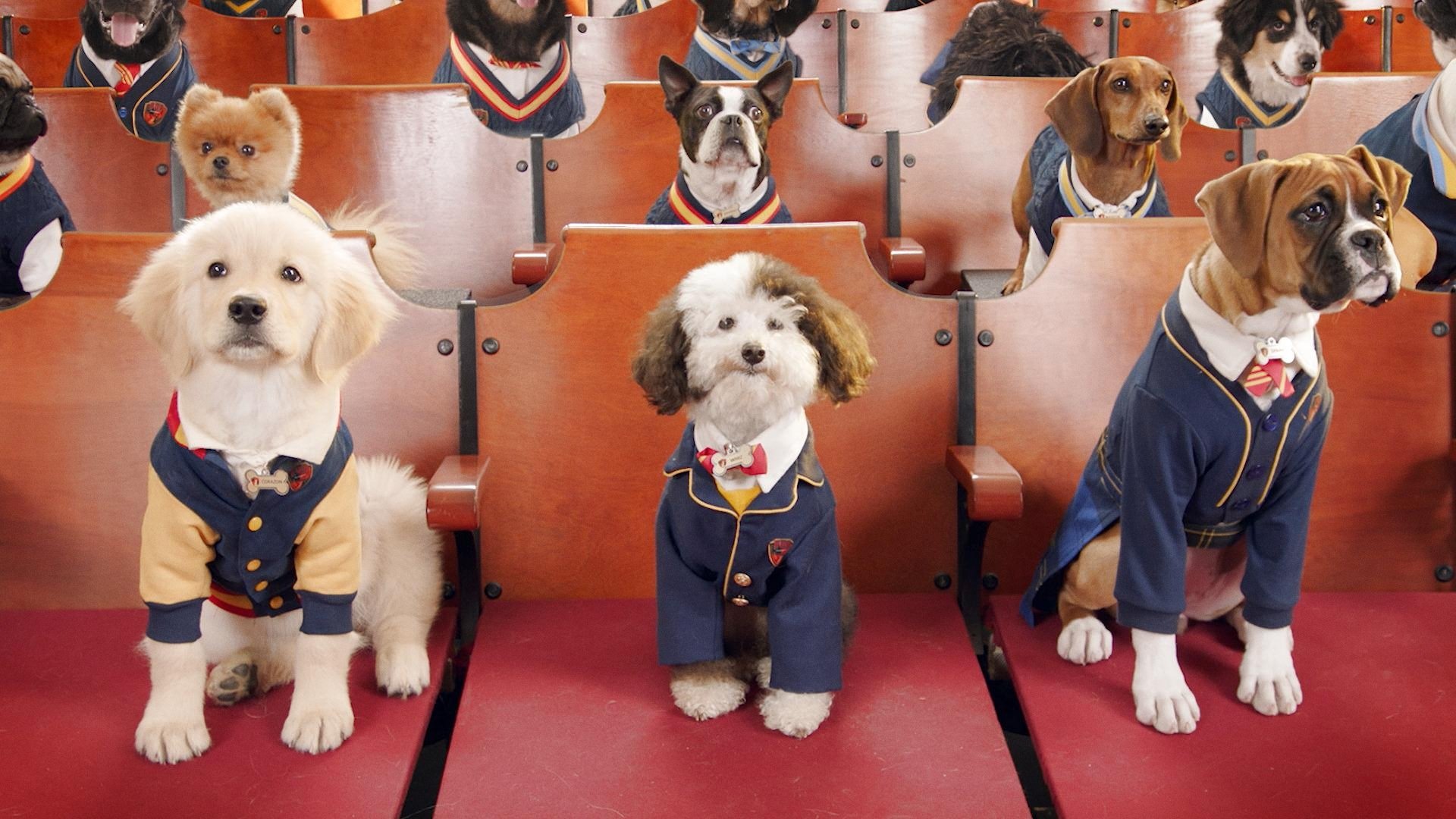 Pup Academy