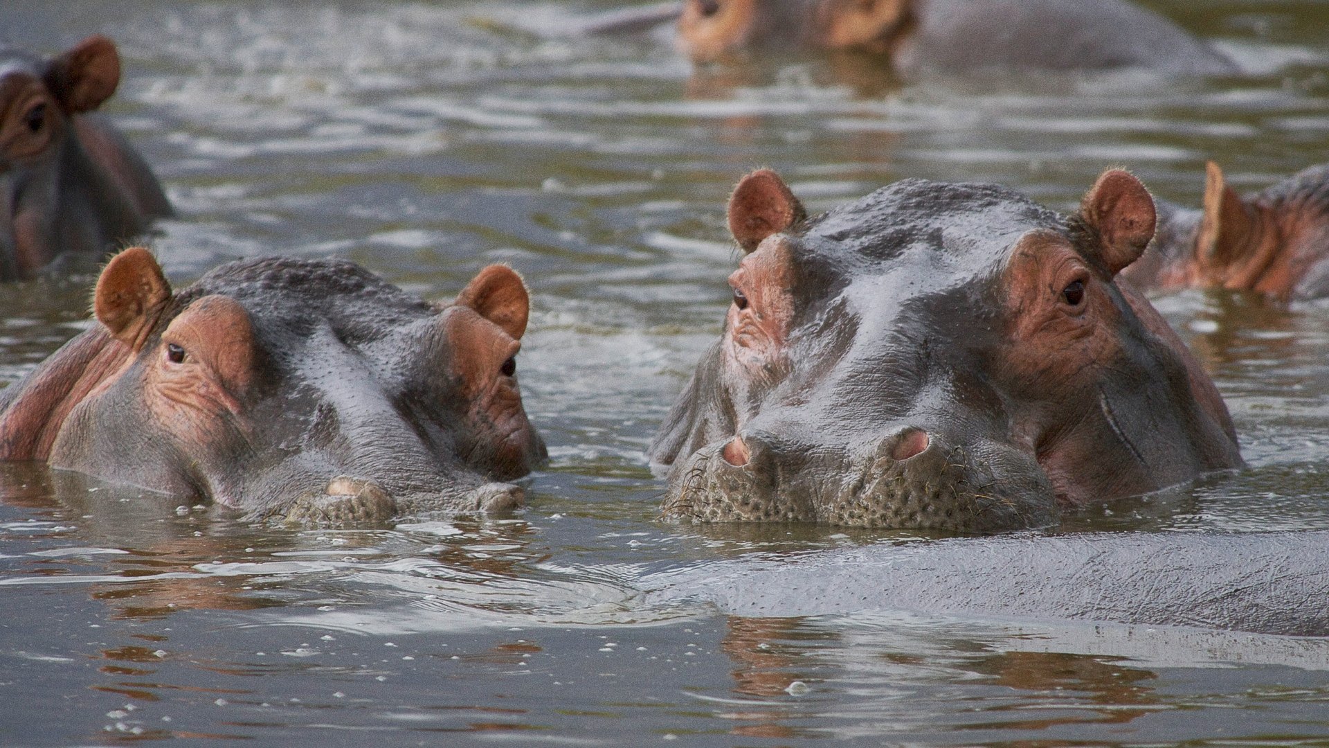 Wild Tanzania