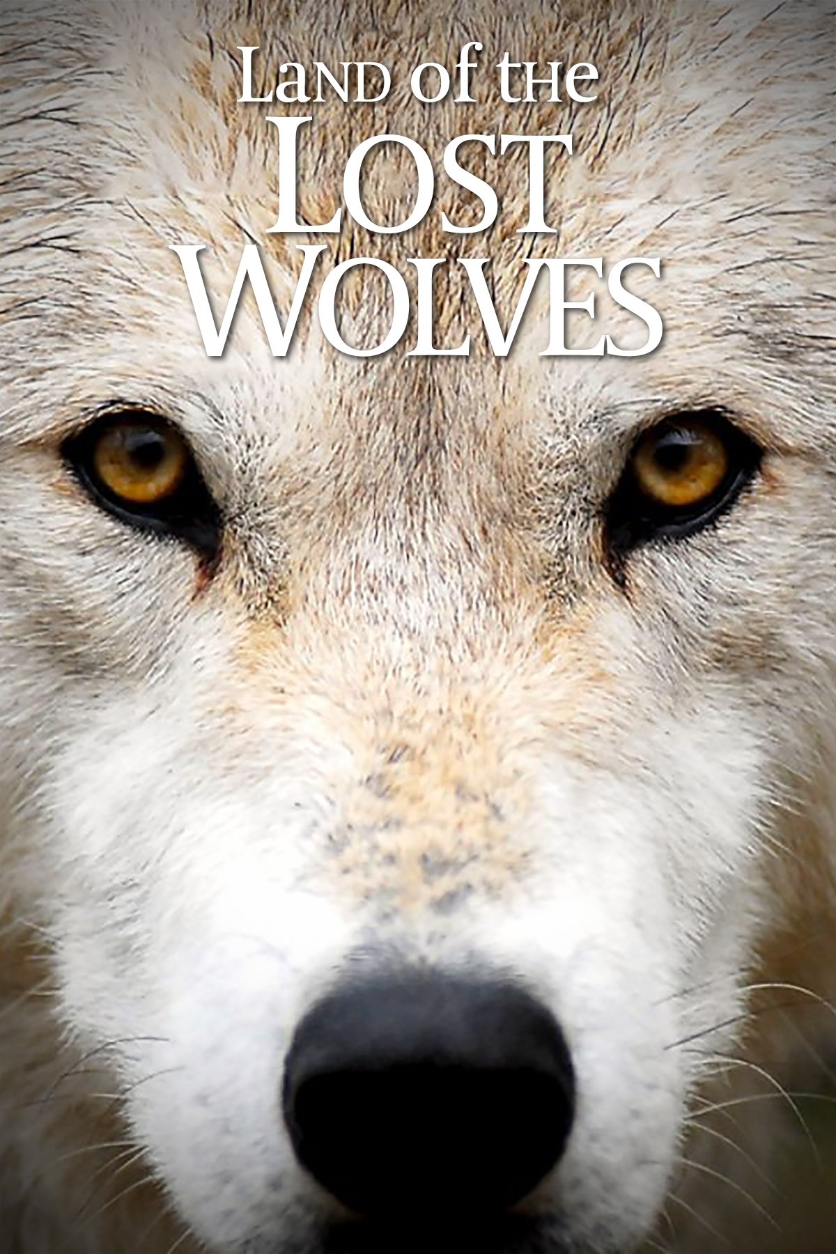 Poster de Land of the Lost Wolves