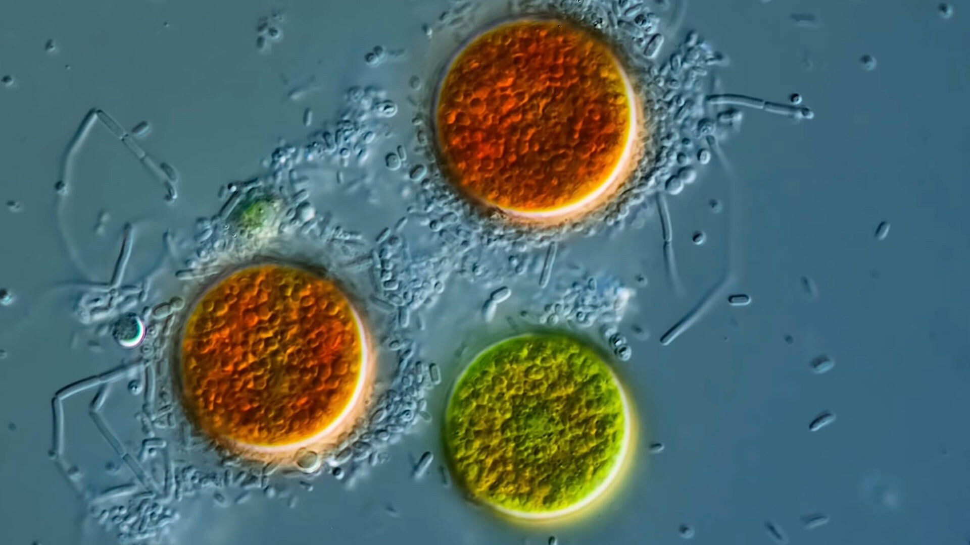 These Algae Curl Up Into a Ball When They Get Stressed Out