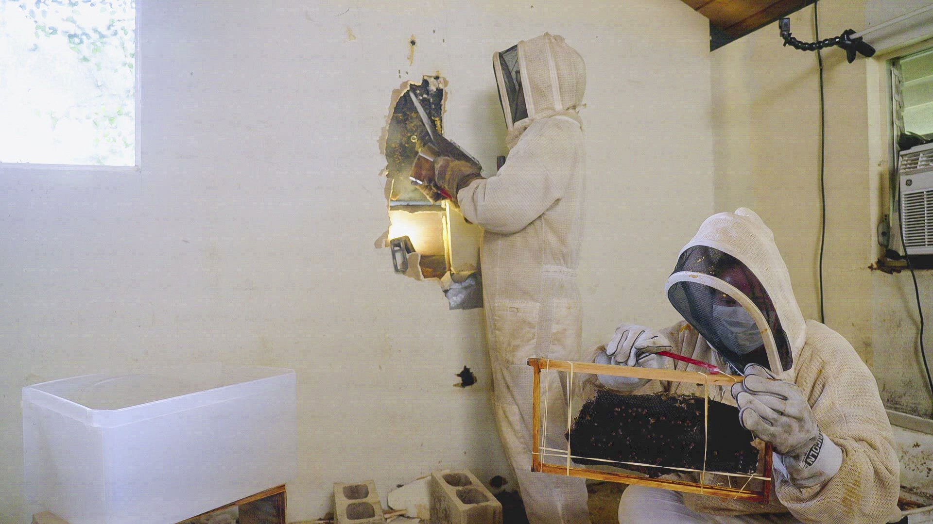 Bee Infestation on the Bay