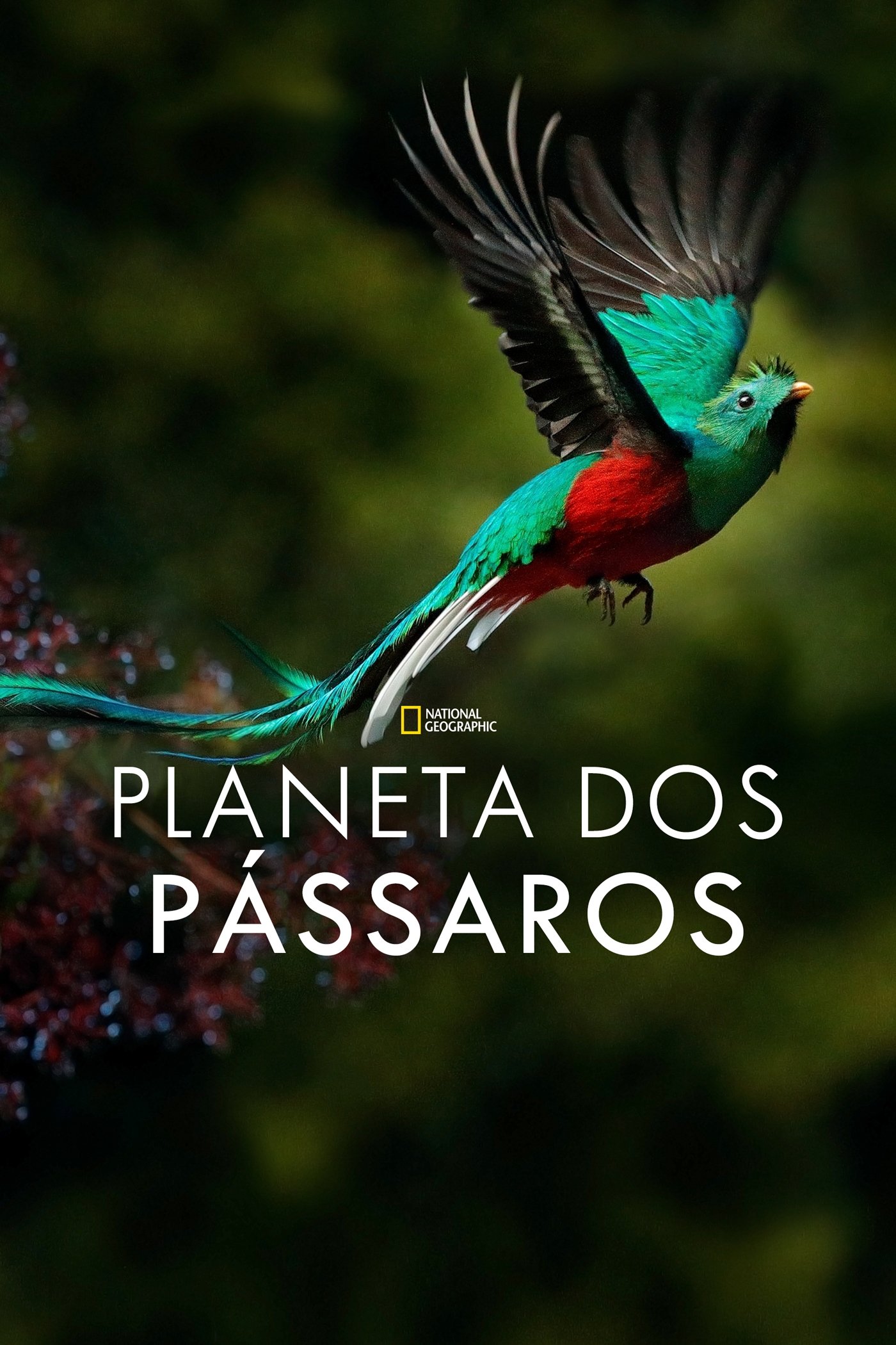 Poster de Planeta dos Pássaros