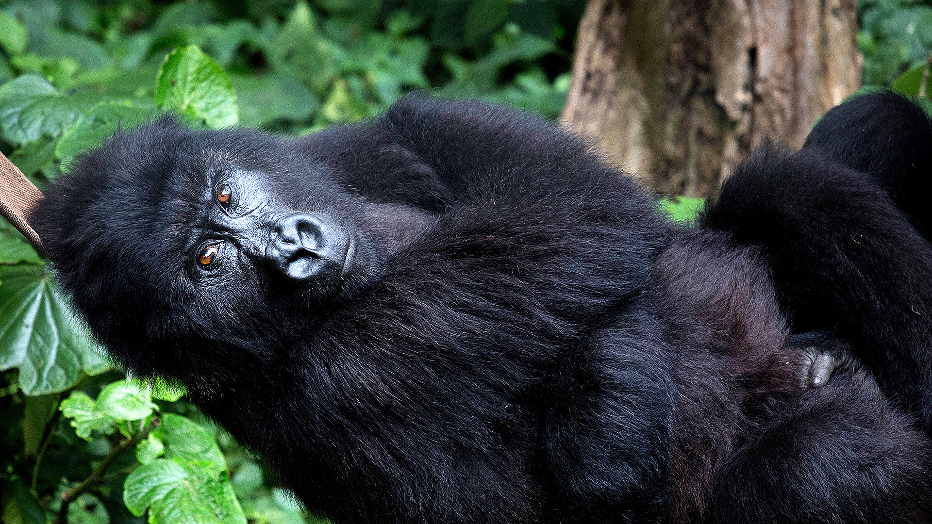 Controlling the Narrative & Power to Congo