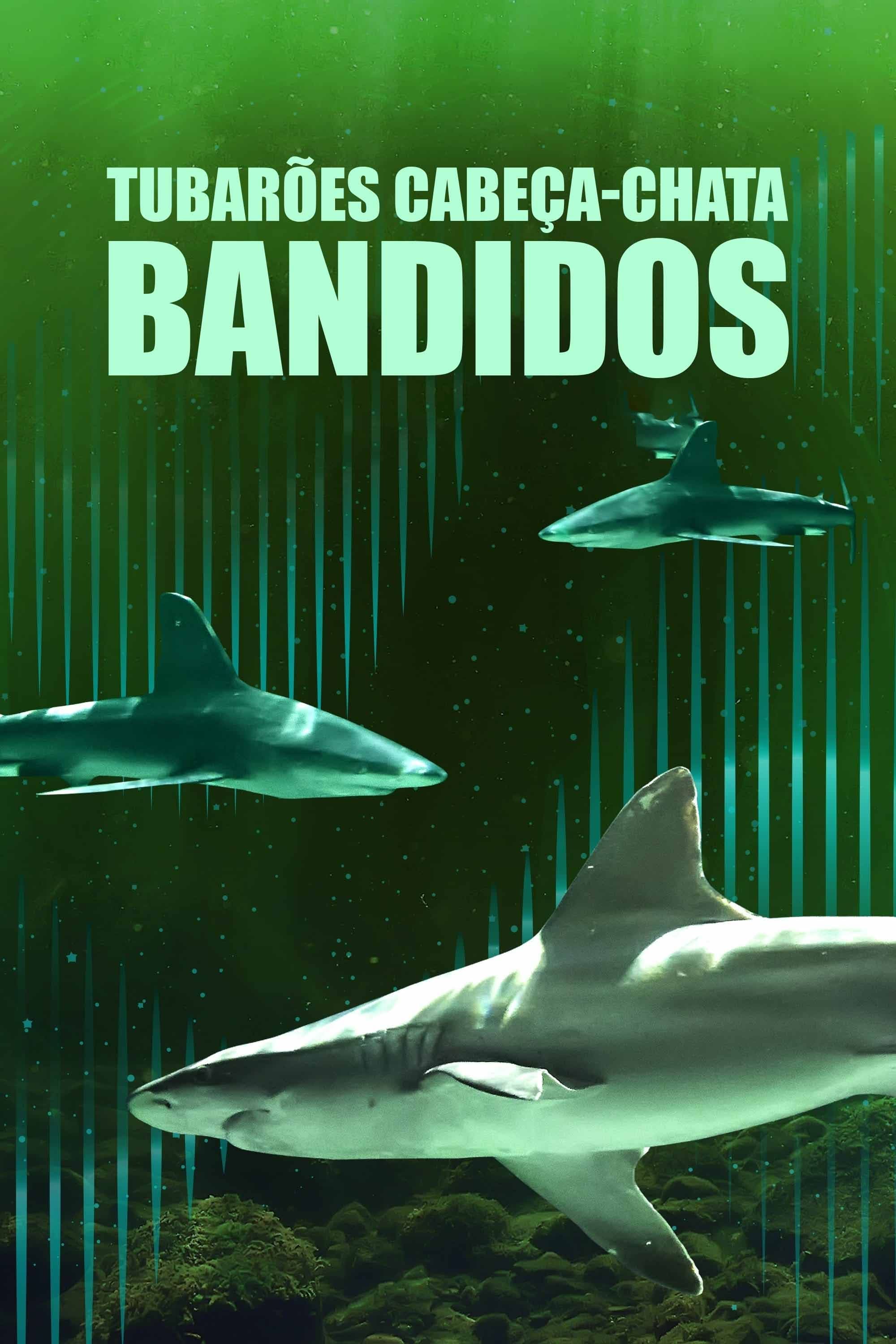 Poster de Tubarões Cabeça-Chata Bandidos