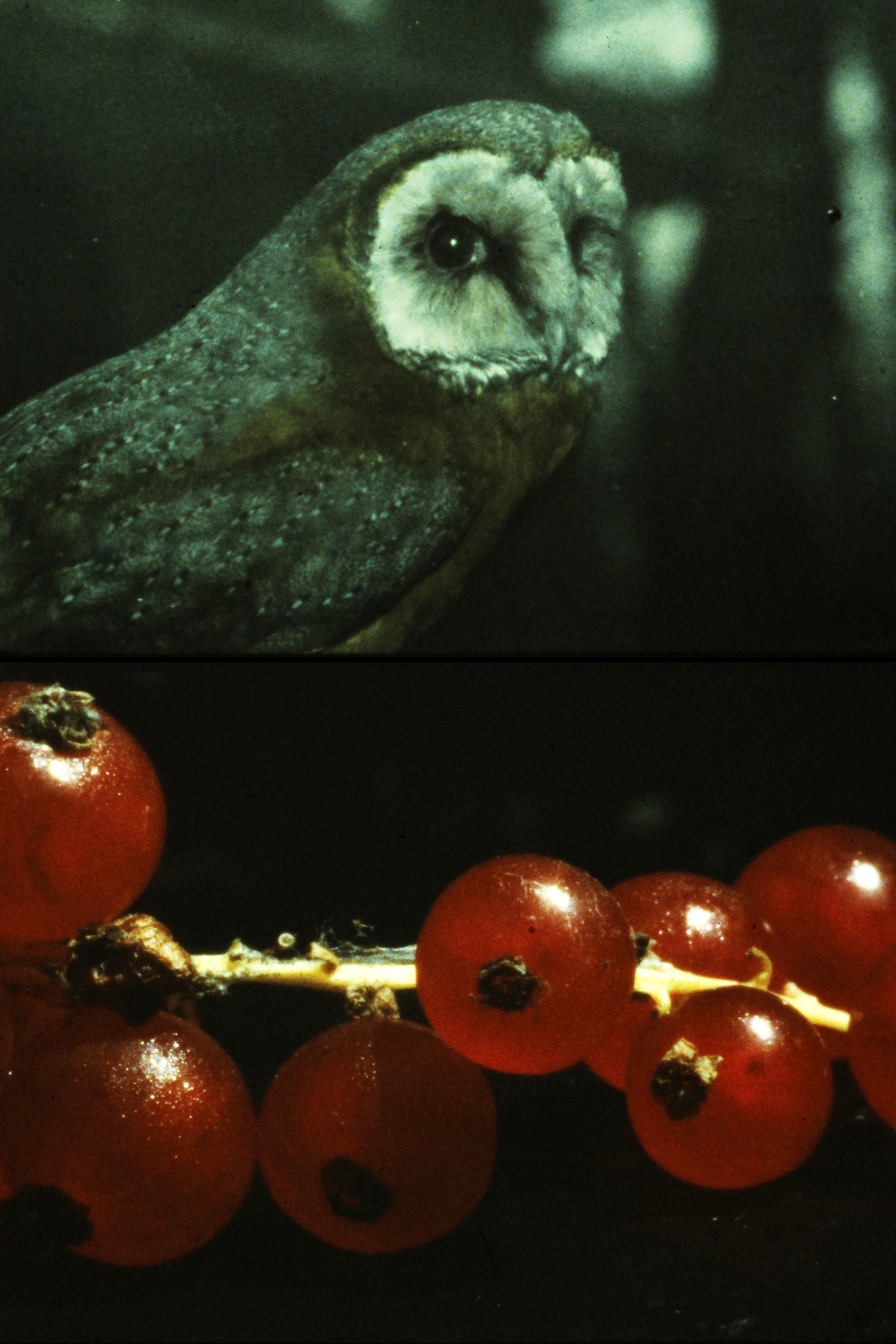 Poster de and so it came about (A Tale of Consequential Dormancy)