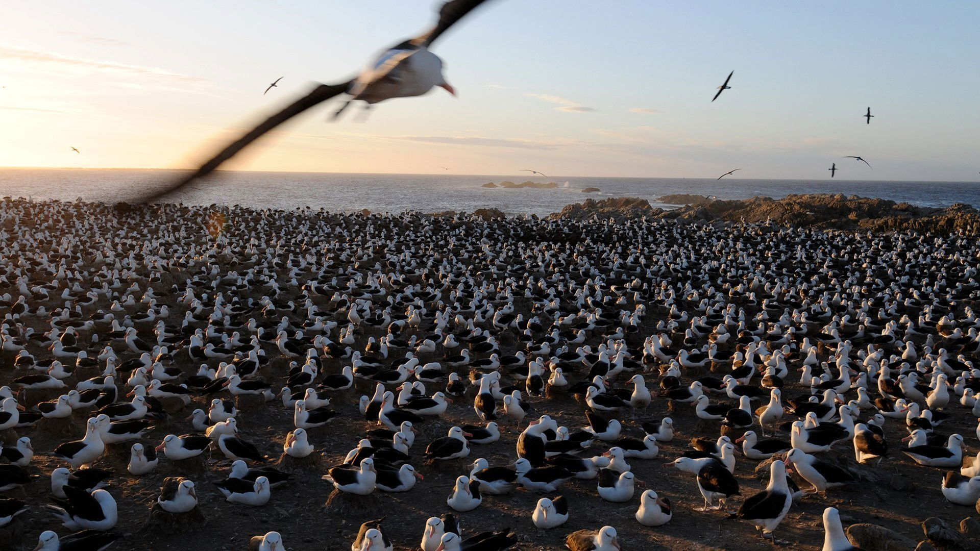 Falkland Island Invasion