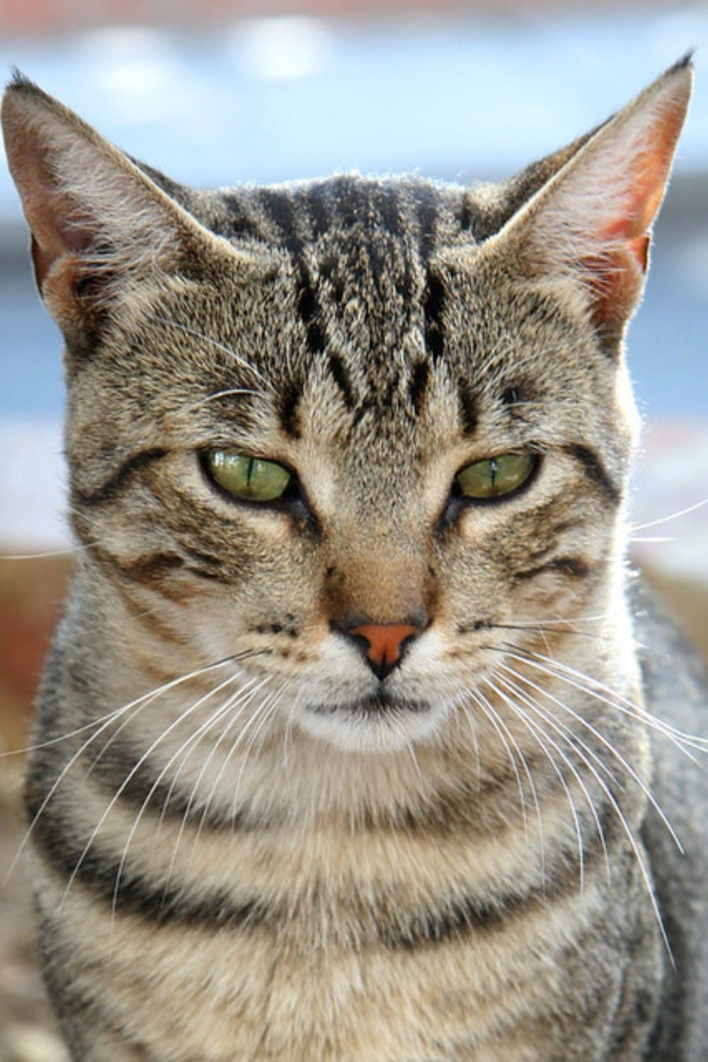 the profile picture of Frida Lopes