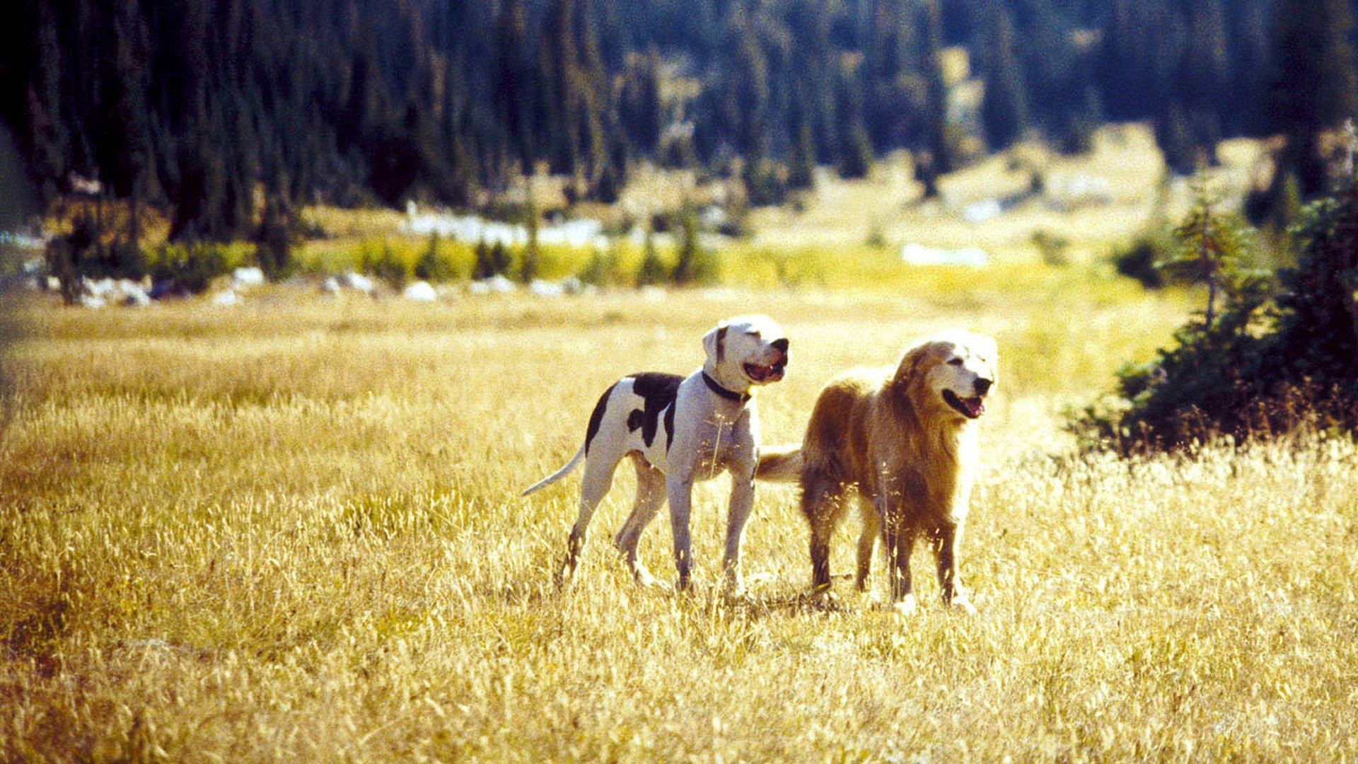 Backdrop image
