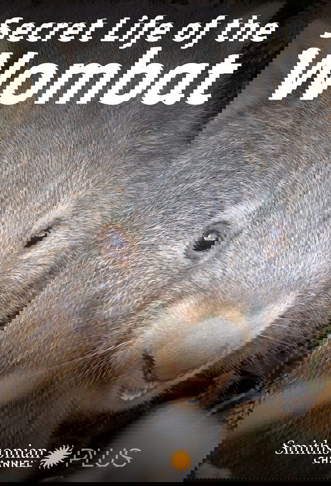 Poster de Secret Life of the Wombat
