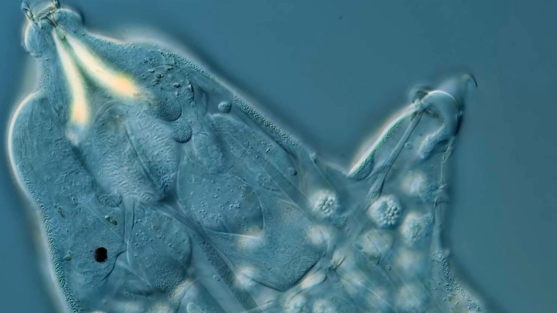 Looking at Tardigrade Sperm and Other Reproducing Swimmers