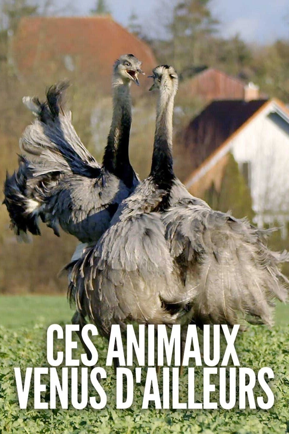 Poster de Ces animaux venus d'ailleurs