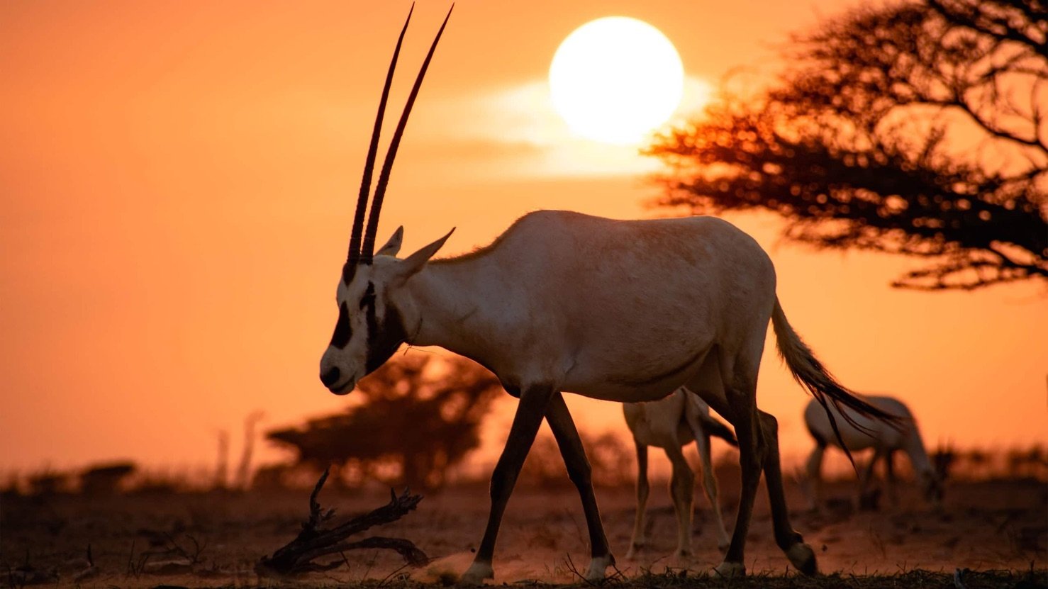 Wild Oman: Wonder of Arabia
