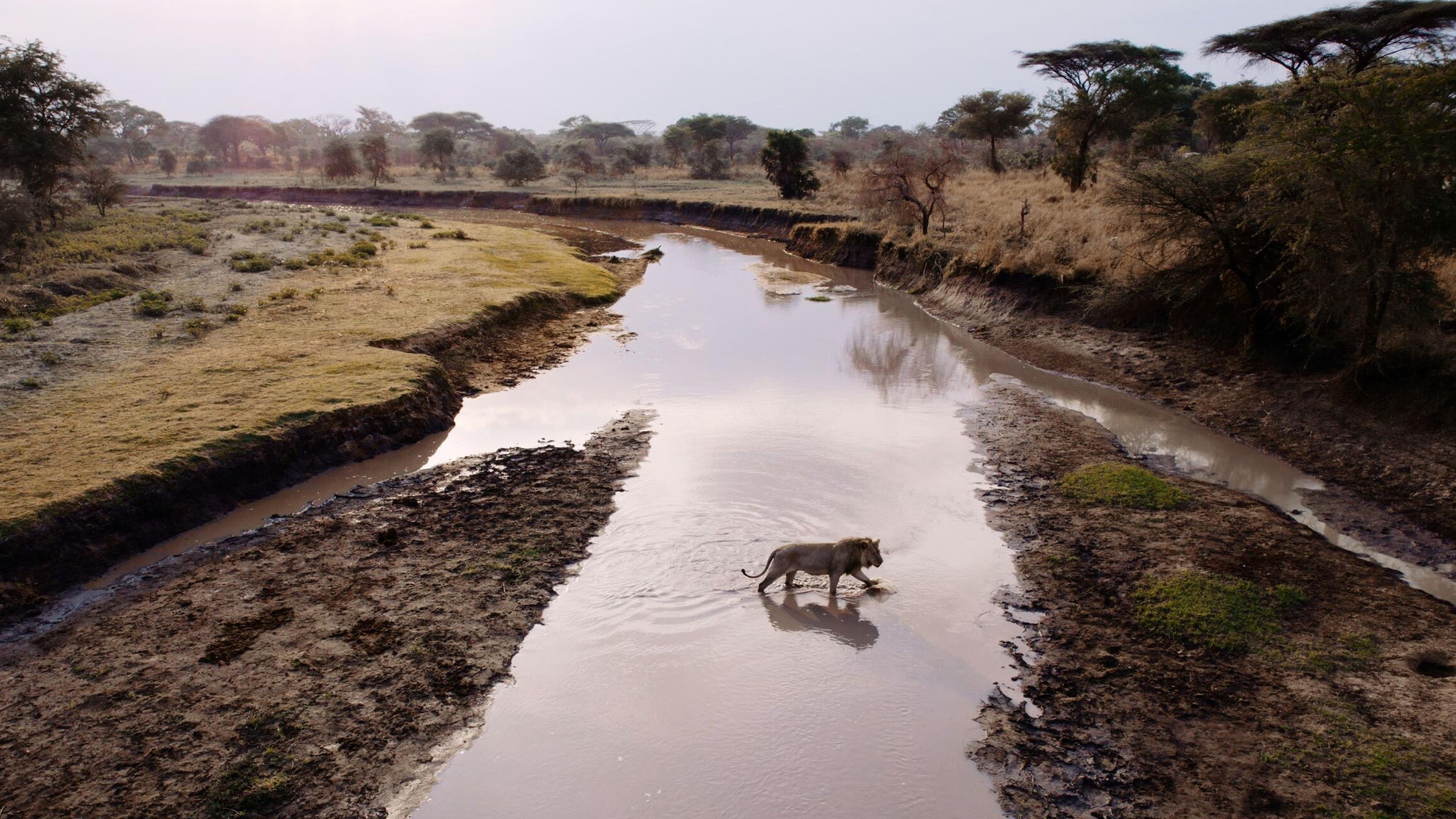 Purgatory | Katavi: Africa's Fallen Paradise