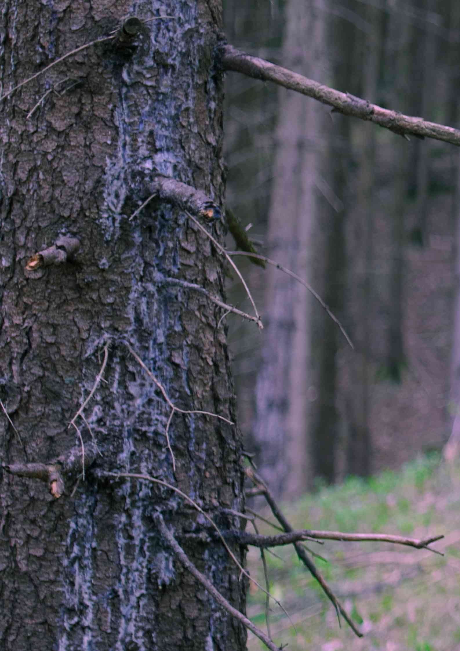 Poster de In The Woods