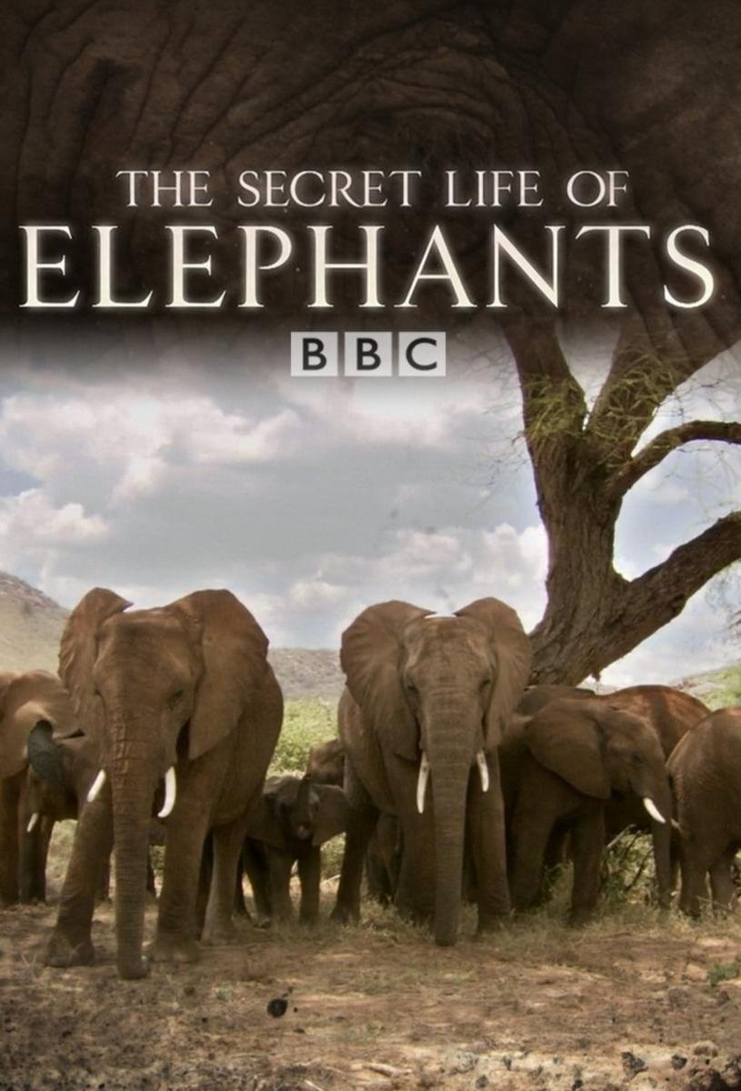 Poster de The Secret Life of Elephants