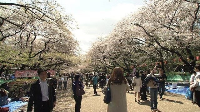 Ueno Park, Under the Cherry Trees in Full Bloom