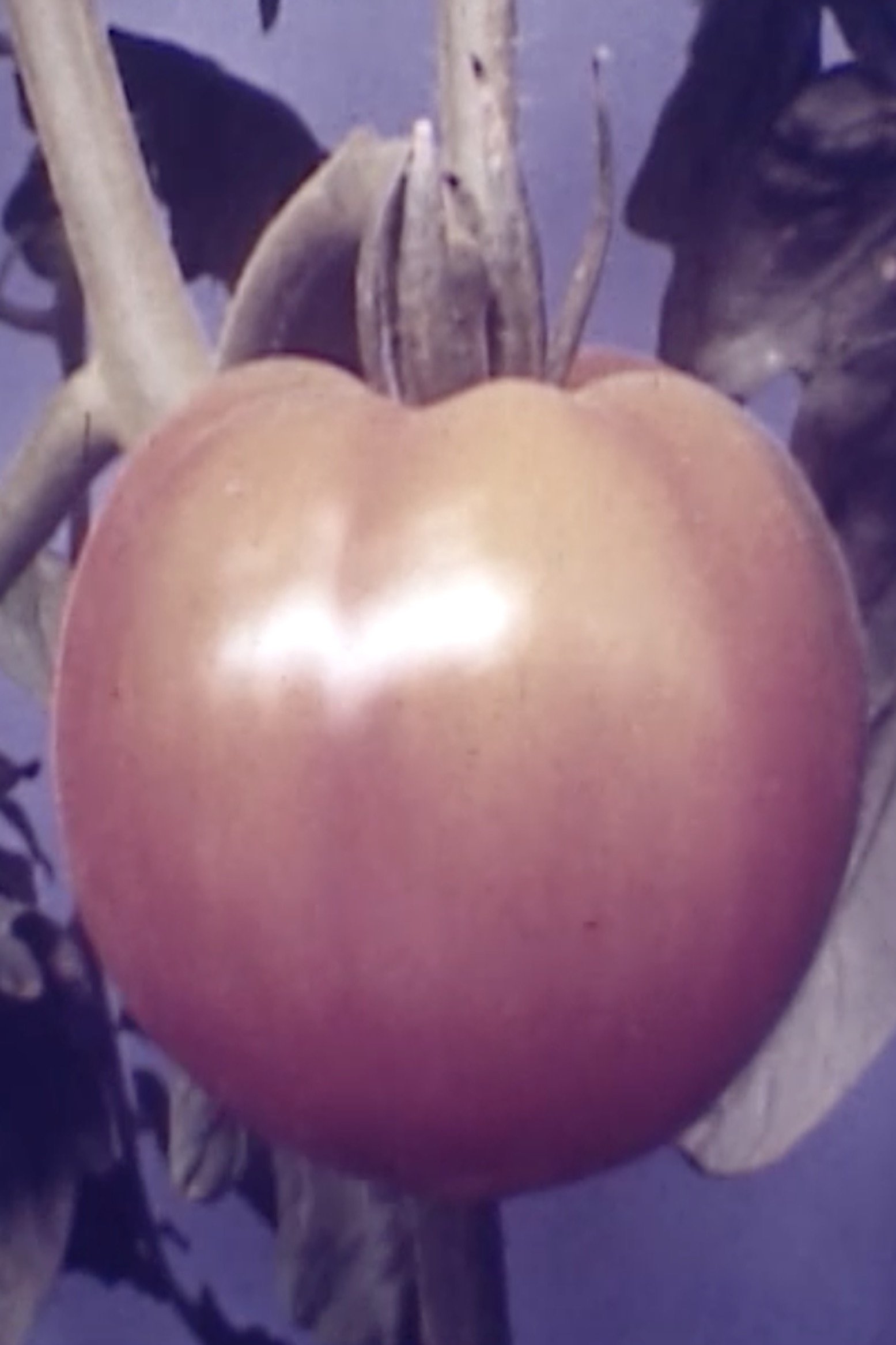 Tomatoe