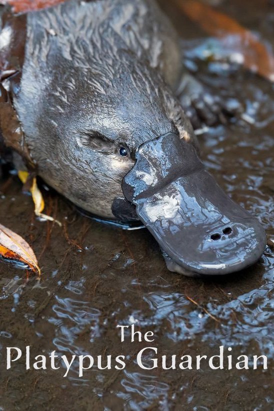 Poster de The Platypus Guardian