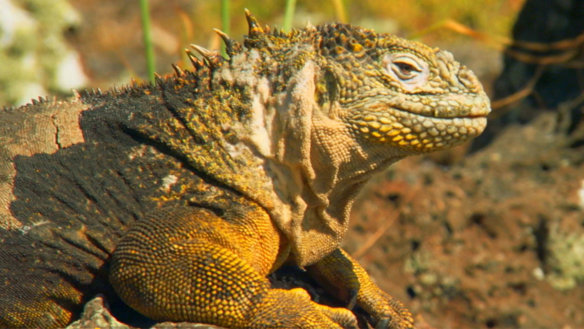 Return to the Galapagos